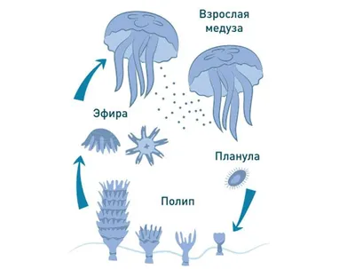 Бесконечные оттенки и формы медуз на фото из моря