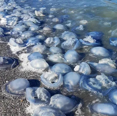 Откройте для себя таинство медуз на фотографиях из моря