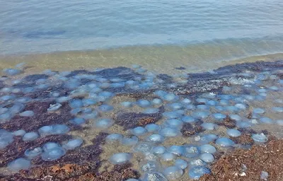 Плывите с волными фотографиями медуз в море