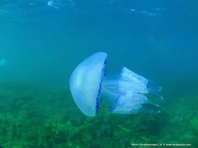 Шикарные обои с изображением Медузы в море: скачайте бесплатно в HD качестве