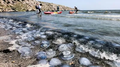 Морская медуза на фото: загадочность под водой.