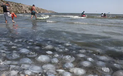 Фотография морской медузы на мачте: незабываемый взгляд.