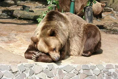 Загадочная фотка Медведь и лев: сильное взаимодействие