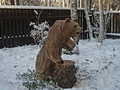 Фото медведя из дерева в хорошем качестве - бесплатно