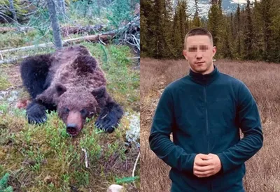 Великолепная встреча: Медведь и человек в фотографии момента разрыва