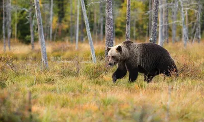 Фото медведя в лесу: новые изображения скачать бесплатно