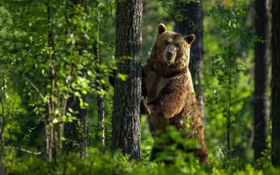 Фото медведя в лесу: скачать новые изображения PNG, JPG бесплатно