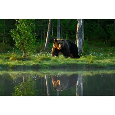 Медведь в лесу фотографии