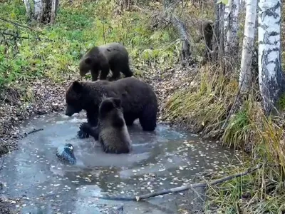 HD фото медведя в лесу: бесплатно и в высоком качестве