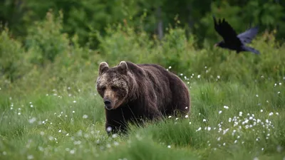 Скачать бесплатные обои на рабочий стол с изображением медведя в лесу