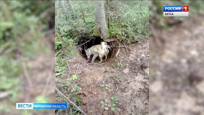 Очаровательный момент: Когда медведь воспринимает человека на поднятие