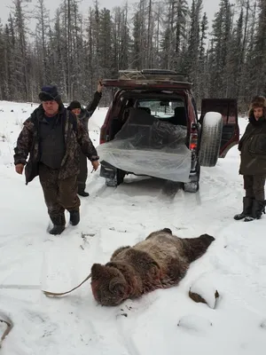 Завораживающая фотография: Медведь поднимает человека в воздух