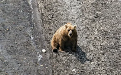 Уникальный момент: Когда медведь воспринимает человека на поднятие