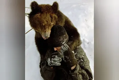 Фотографическое произведение: Медведь и человек в захватывающем кадре