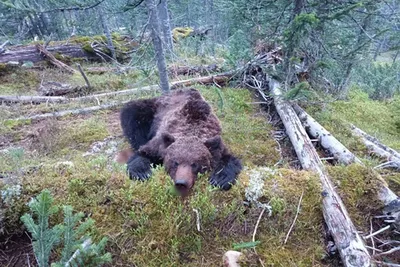 Смертельная встреча: Медведь и человек на удивительной фотографии