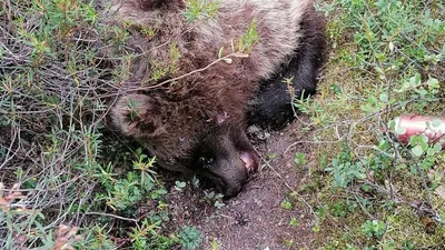 Фотография в дикой природе: Медведь и человек в кадре