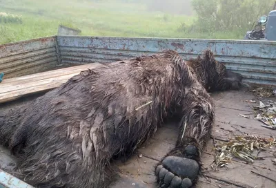 Опасное близкое знакомство: Медведь и человек на картинке