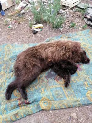 Захватывающее изображение: Встреча с медведем в природе