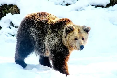 Зимний медведь в формате JPG: выберите свой размер