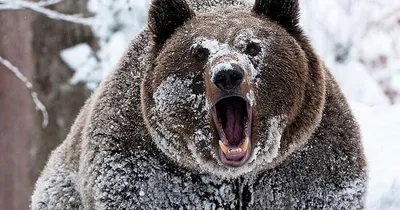 Удивительные зимние моменты: фото медведя для скачивания