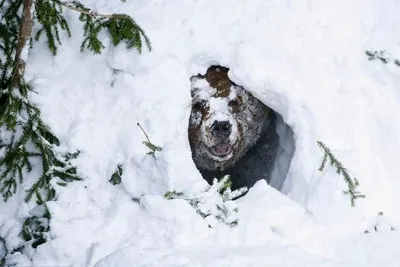 Фотография медведя под снегом: выберите размер, который вам подходит