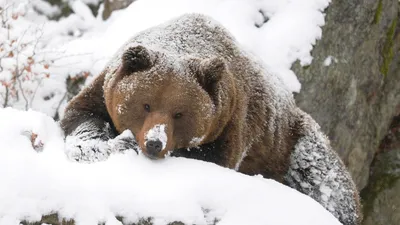 Загадочные моменты зимы: медвежьи фото для скачивания