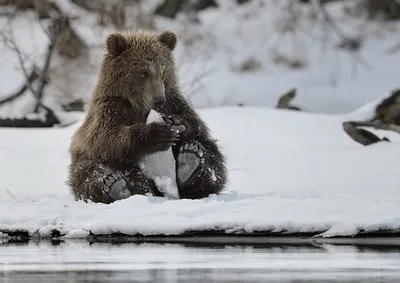 Зимний портрет медведя: выберите JPG для универсальности