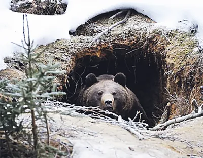 Загадочный медвежий портрет: скачать фотографию в формате PNG