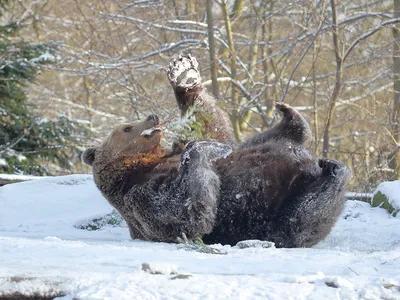 Волшебство зимы: медведь в формате WebP для быстрой загрузки