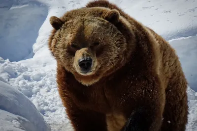 Зимний медведь на вашем экране: скачать фото в JPG