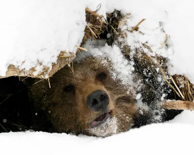 Зимнее чудо: медвежье изображение для скачивания