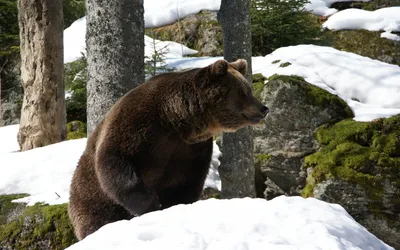 Фото медведя под снегом: изысканная зимняя картинка