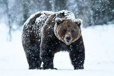 Медведь под снегом: фото в формате WebP для быстрой загрузки