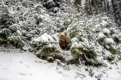 Фотка медведя в зимнем лесу: выберите размер для вашего устройства