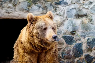 Зимний портрет медведя в JPG: универсальное изображение для всех целей
