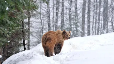 Изумительные зимние картины: медведь на вашем экране