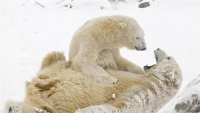 Фотография зимнего медведя: картинка в PNG формате