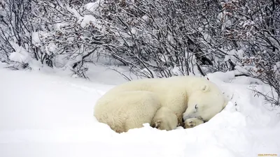 Фото медведя под снегом в высоком разрешении: выберите JPG для простоты использования