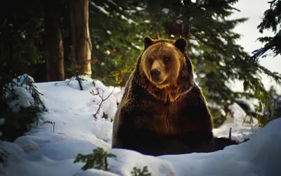 Зимняя красота: скачайте изображение медведя в высоком разрешении