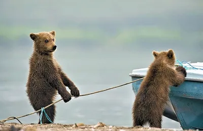 Фотка смешных медведей - средний размер (JPG)