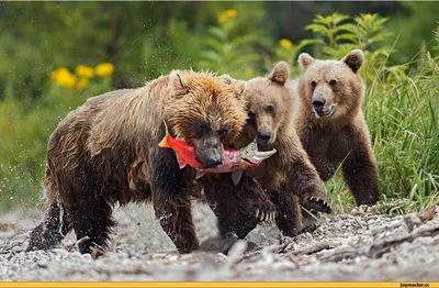 Фотка смешных медведей - средний размер (JPG)