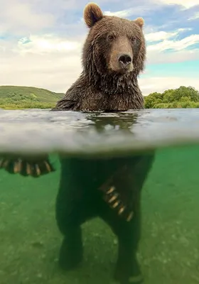 Фото смешных медведей - максимальное качество (JPG)