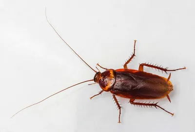 Мексиканский таракан  фото