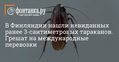 Мексиканский таракан: фотографии, которые вызывают восхищение