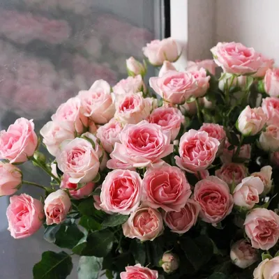 Красивая мелкая кустовая роза: изображение в jpg
