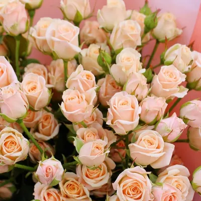 Фото мелкой кустовой розы в формате png, webp или jpg
