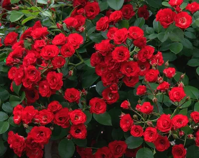 Фотка кустовой розы мелкого размера для вашего выбора