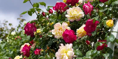 Изображение мелкой кустовой розы: скачайте jpg, png или webp
