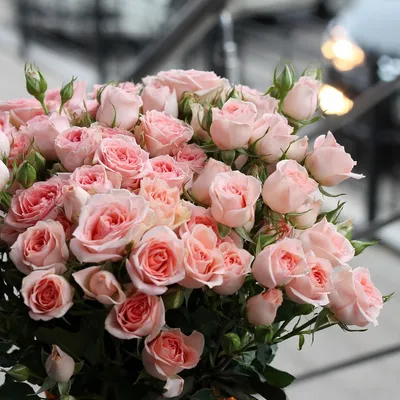 Фотография розы мелкого куста с возможностью выбора формата