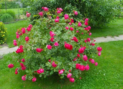 Мелкая кустовая роза в формате jpg для скачивания